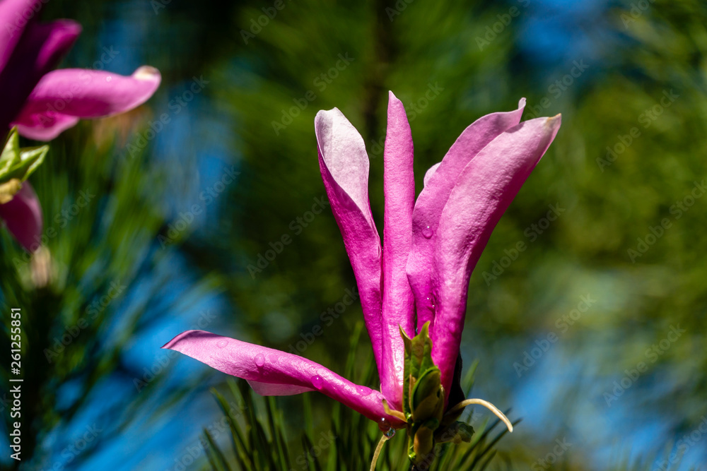 Big pink flower Magnolia Susan (Magnolia liliiflora x Magnolia stellata) on green blurred spring garden. Selective focus. Nature concept for spring design Big pink flower Magnolia Susan (Magnolia liliiflora x Magnolia stellata) on green blurred spring garden. Selective focus. Nature concept for spring design