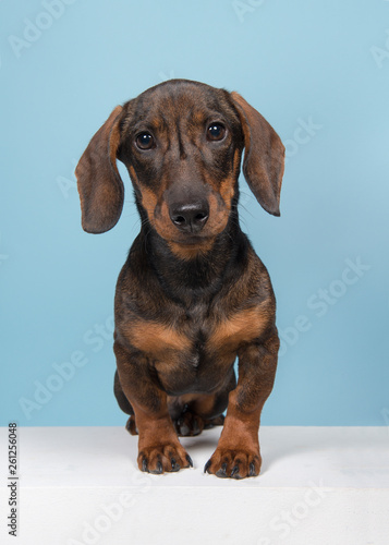 Dachshund looking at the camera sitting on a blue background and white underground seen from the front