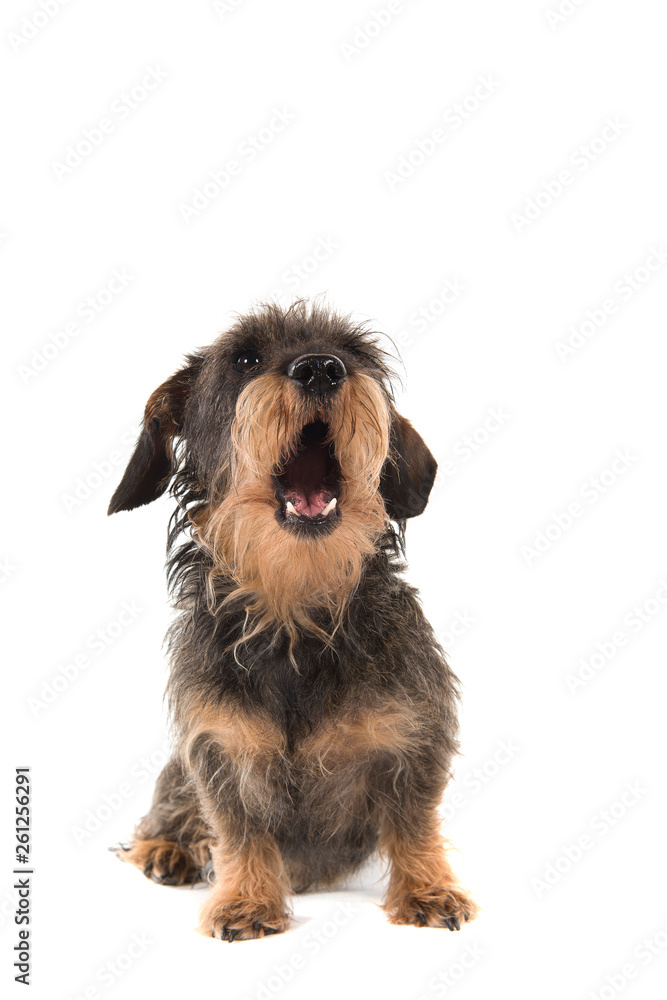 Sitting wirehaired Dachshund looking up with mouth open isolated on white background