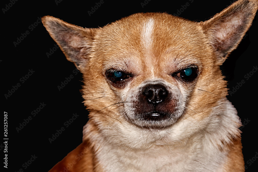 Profile of the dog on a black background. A dog of the Chihuahua breed. Smooth-haired, red. He looks to the left. You can see the head, ears, eyes, mustaches. The mouth is closed. In low key