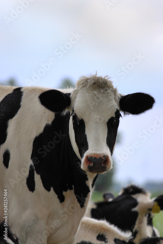 Rinder auf der Weide © Rolf