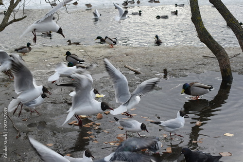 group of seagulls on beach
