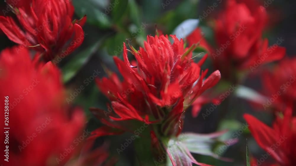 Red Flowers Red Rosy Paintbrush Colorado Wildflower - 4 Clips Red Flowers Red Rosy Paintbrush Colorado Wildflower - 4 Clips