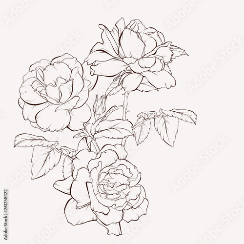 Sketch Floral Botany Collection. Rose flower drawings. Black and white with line art on white backgrounds. Hand Drawn Botanical Illustrations.