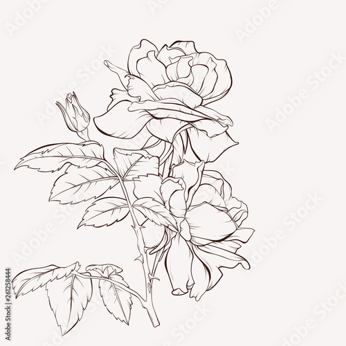 Vector rose flower. Summer flowers bouquet. Element for design. Hand-drawn contour lines and strokes.