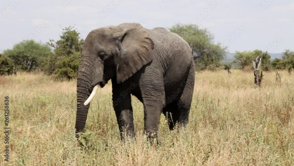 Close-up: Beautiful Majestic African Elephant Eating Grass on the Savanna in Maasai Mara, Kenya Close-up: Beautiful Majestic African Elephant Eating Grass on the Savanna in Maasai Mara, Kenya