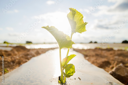 Detail of green plant sprout growing on the plastic mulch photo