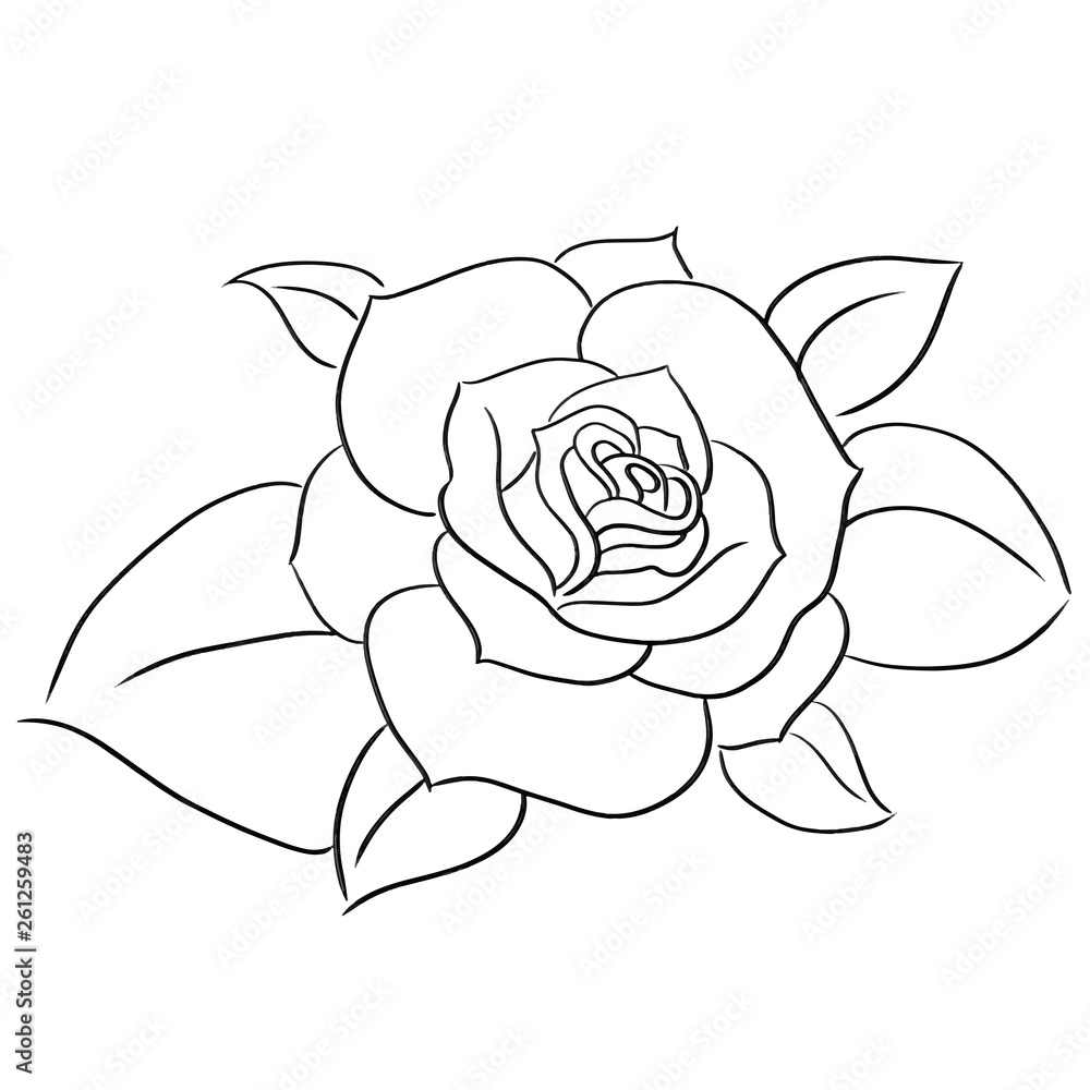 succulents line vector illustration succulents line vector illustration