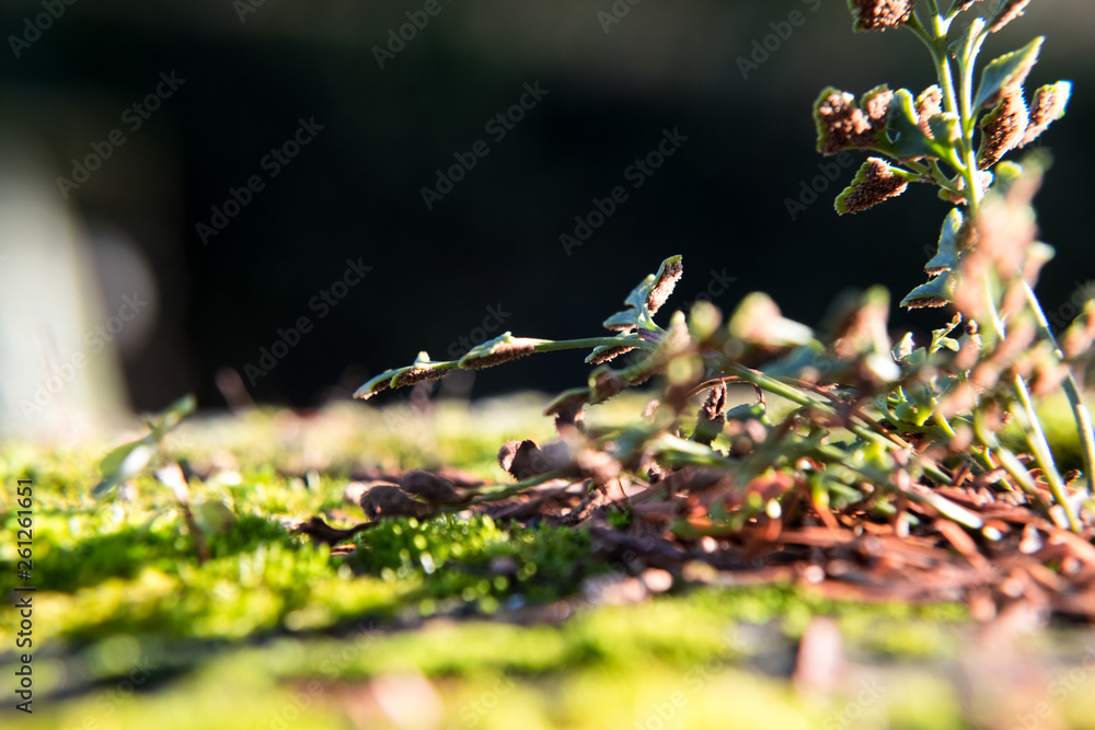 Mini-Wald aus Mosen und Flechten, Nahaufnahme, Makro Mini-Wald aus Mosen und Flechten, Nahaufnahme, Makro