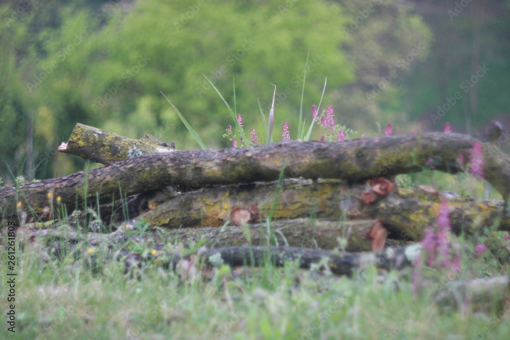 Obraz premium Tronco legna bosco