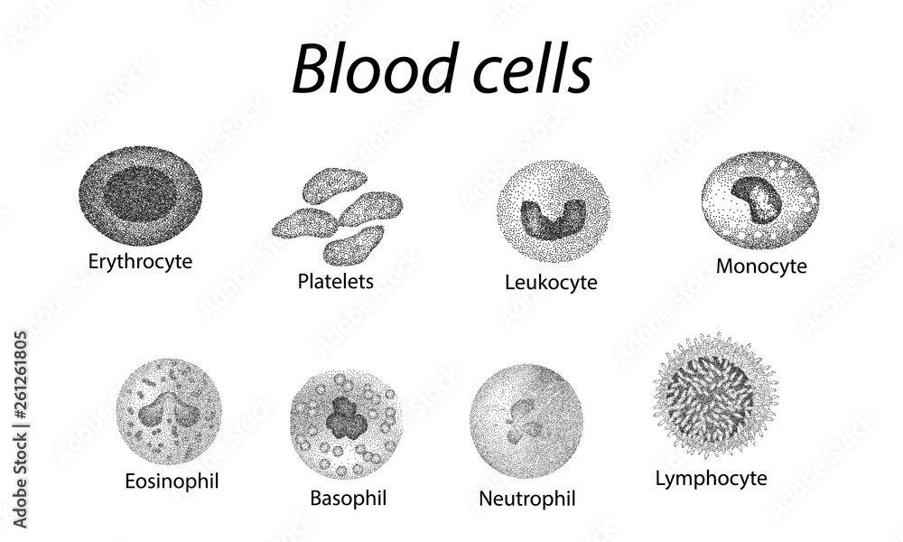 Blood cells. Set of monochrome cells. Red blood cells, platelets