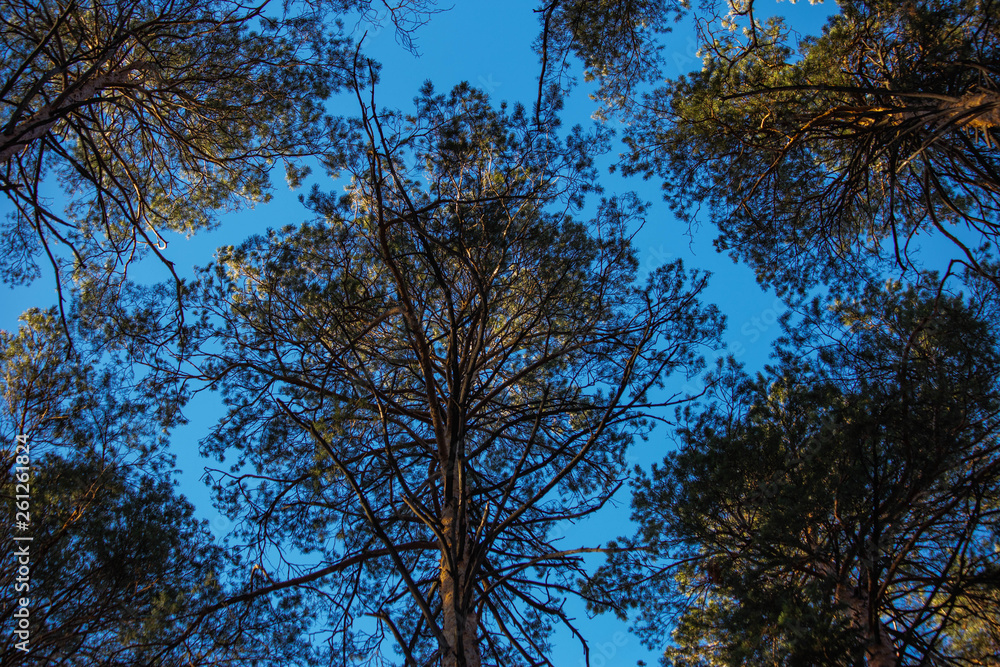 Obraz premium trees against blue sky