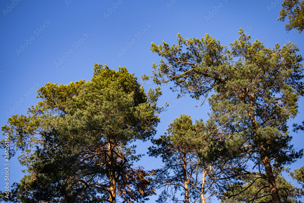 trees against blue sky trees against blue sky