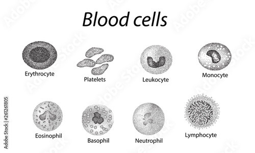 Blood cells. Set of monochrome cells. Red blood cells, platelets, leukocytes, lymphocytes, eosinophils, neutrophils, basophils, monocytes. Infographics. Vector illustration on isolated background