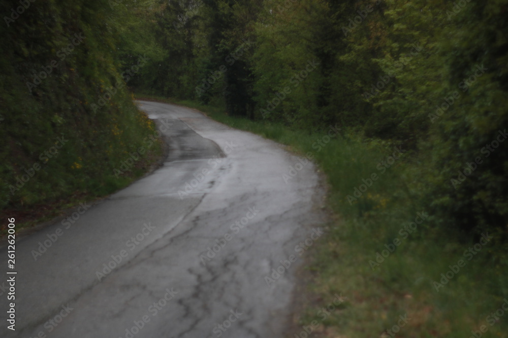 paesaggio alberato ai bordi di una strada nel bosco paesaggio alberato ai bordi di una strada nel bosco