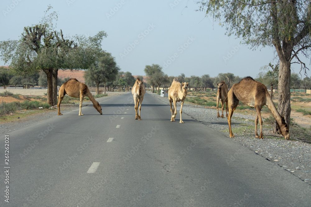 Camel crossing in Ras al Khaimah, United Arab Emirates.