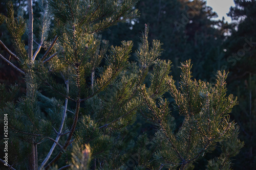the tops of coniferous trees in the forest