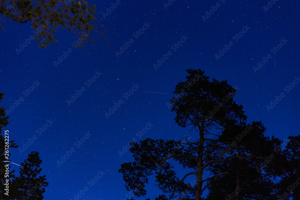 the tops of coniferous trees in the forest at night the tops of coniferous trees in the forest at night