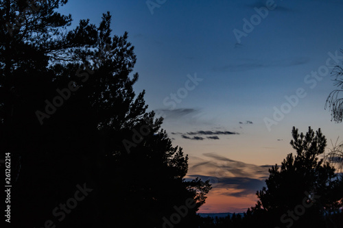 the tops of coniferous trees in the forest at night