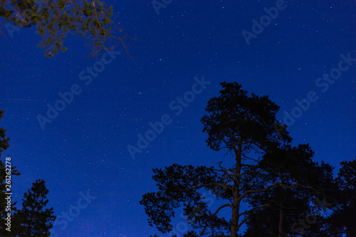 the tops of coniferous trees in the forest at night