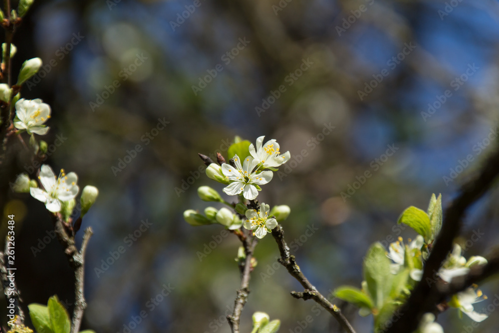 Open cherry blossoms with background cherry trees bokeh Open cherry blossoms with background cherry trees bokeh