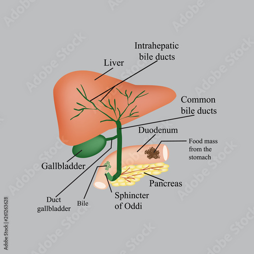 The anatomical structure of the liver, gallbladder, bile ducts and pancreas. Vector illustration on a gray background