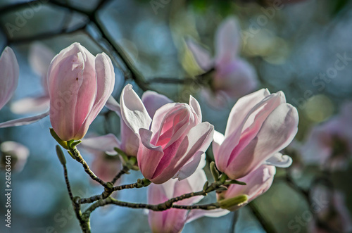 close-up of several flowers of a magnolia tree in springtime against a background of soft blue and green bokeh