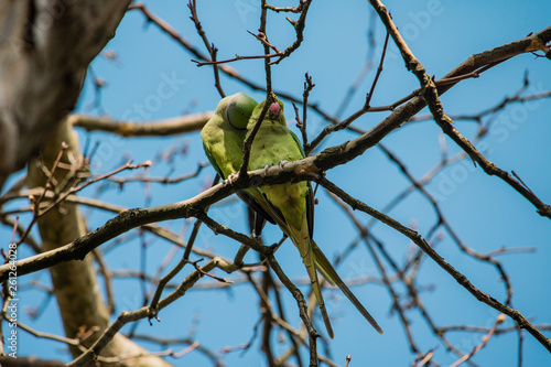 green birds