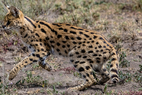 portrait of serval © Miki