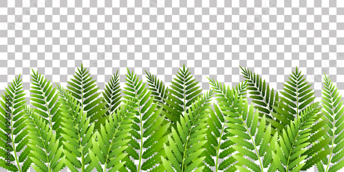 Green fern leaves border on transparent background