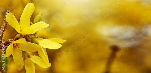 Fotografia Close up of forsythia flowers in full bloom.Spring background.