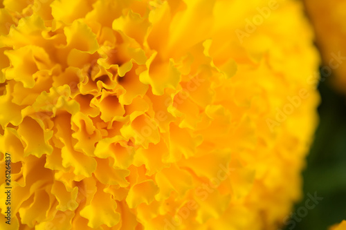Orange Marigolds flower fields, selective focus © YuiYuize