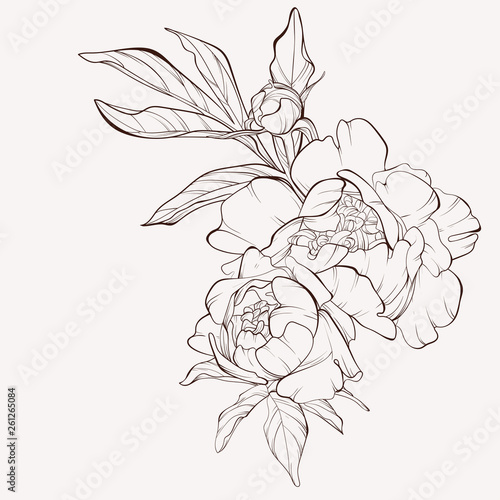 Peony flower and leaves drawing. Vector hand drawn engraved floral card. Botanical rose, branch and berry Black ink sketch. Great for tattoo, invitations, greeting cards, decor .