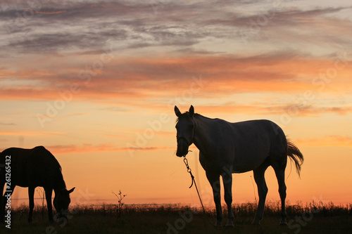 Horses graze in a meadow in the early morning at sunrise