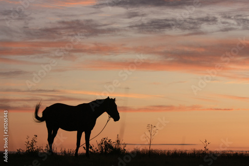 Horse in the field at dawn