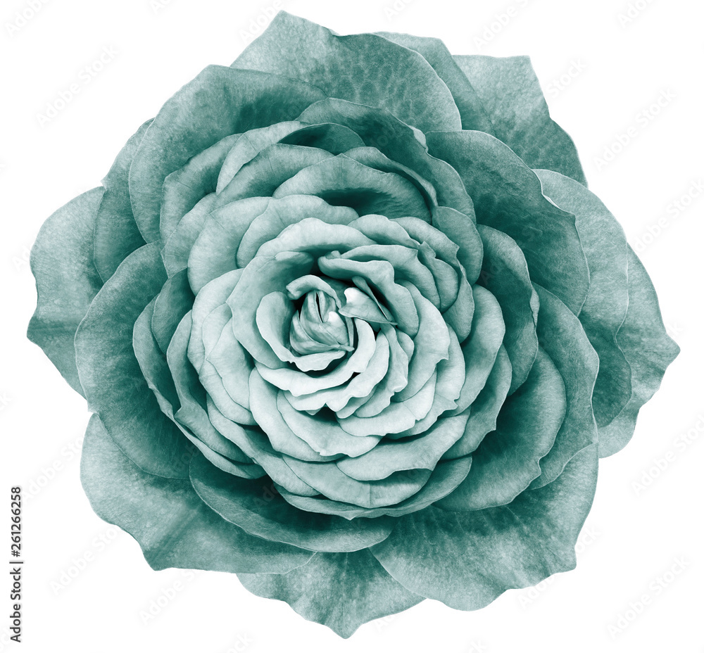 Obraz premium Rose turquoise flower on white isolated background with clipping path. Closeup. Nature.