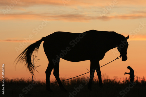 Horse grazing in a field at sunrise