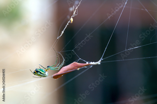 Macro photography of the beautiful orchad garden spider hanging from its web near a dried leaf, in a garden at the Andean mountains of central Colombia.