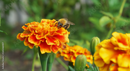 bee collects nectar from a yellow orange carnation marygold tagrtes closeup photo