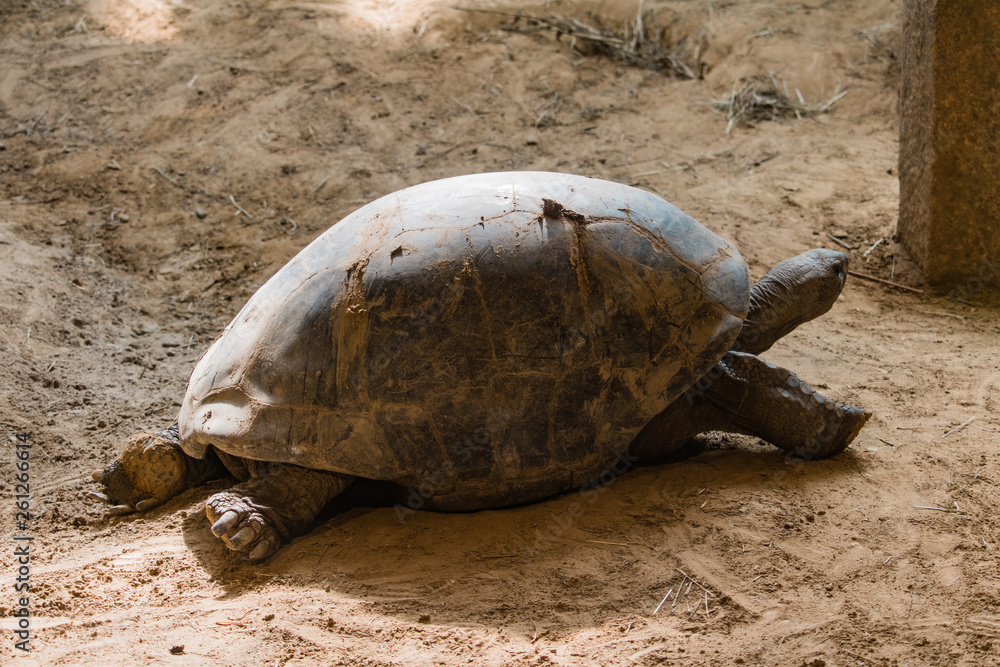 Obraz premium turtle