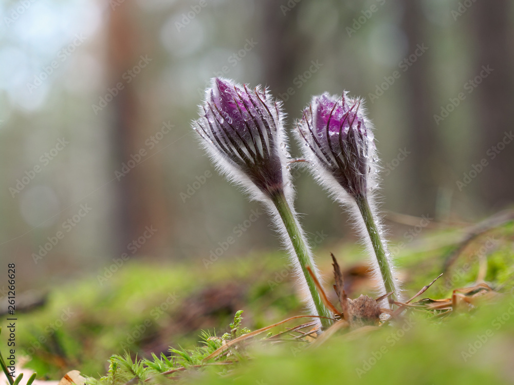 snowdrops purple Chamber of unfolded. beautiful in the forest snowdrops purple Chamber of unfolded. beautiful in the forest