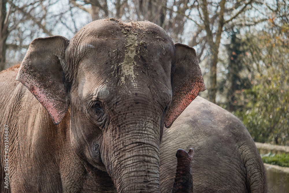 Fototapeta premium Elephant