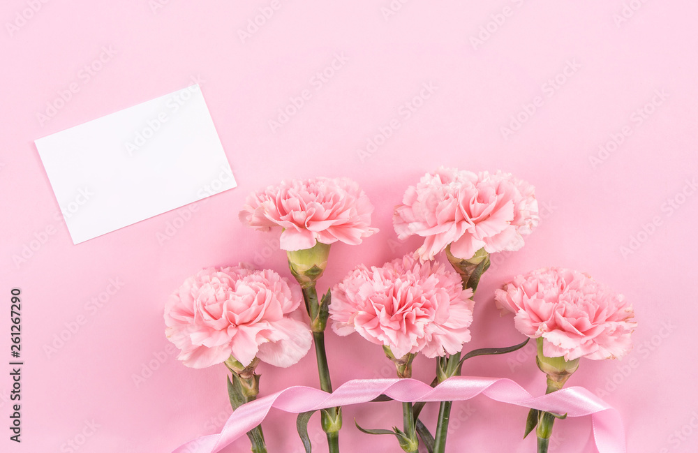 Top view, flay lay, copy space, close up, mock up, mothers day thanks design concept. Beautiful fresh blooming baby pink color carnations isolated on bright pink background Top view, flay lay, copy space, close up, mock up, mothers day thanks design concept. Beautiful fresh blooming baby pink color carnations isolated on bright pink background