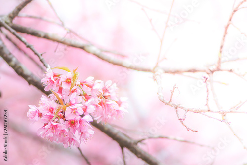 Cherry Blossom in spring with soft focus  unfocused blurred spring cherry bloom  bokeh flower background  pastel and soft flower background..