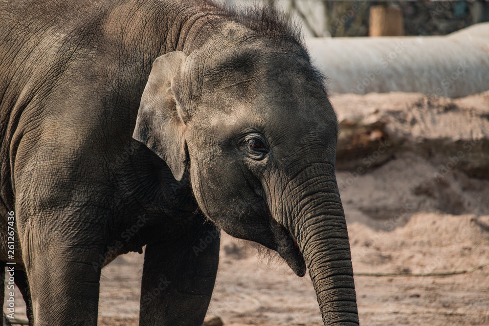 Fototapeta premium Elephant