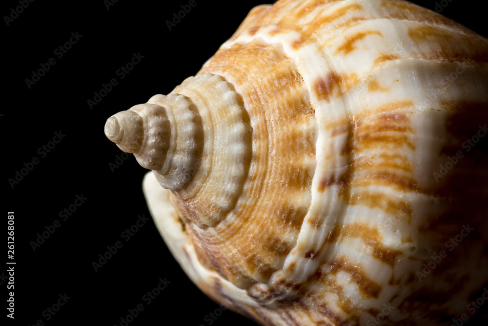 Background of spiral seashell close-up macro isolated on black. Mollusk seashell texture.
