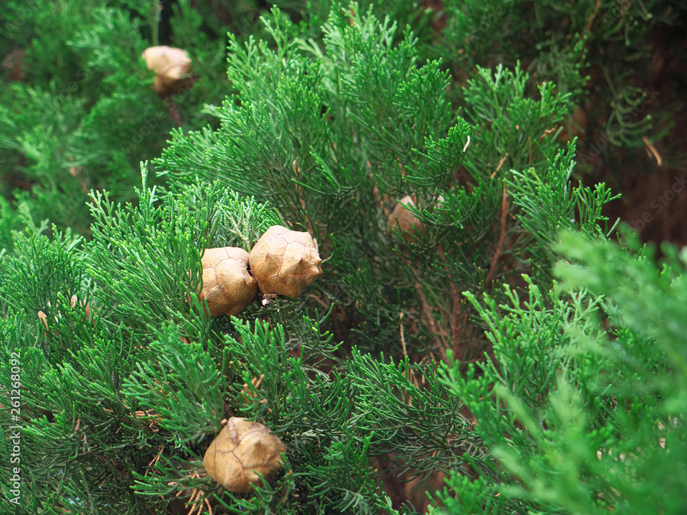 cypress cedar plant with three seed cones surrounded with dark green scale like leaves cypress cedar plant with three seed cones surrounded with dark green scale like leaves
