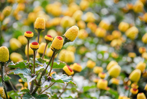 Fresh flowering para cress plant, Spilanthes oleracea, soft focus, unfocused blurred spilanthes .