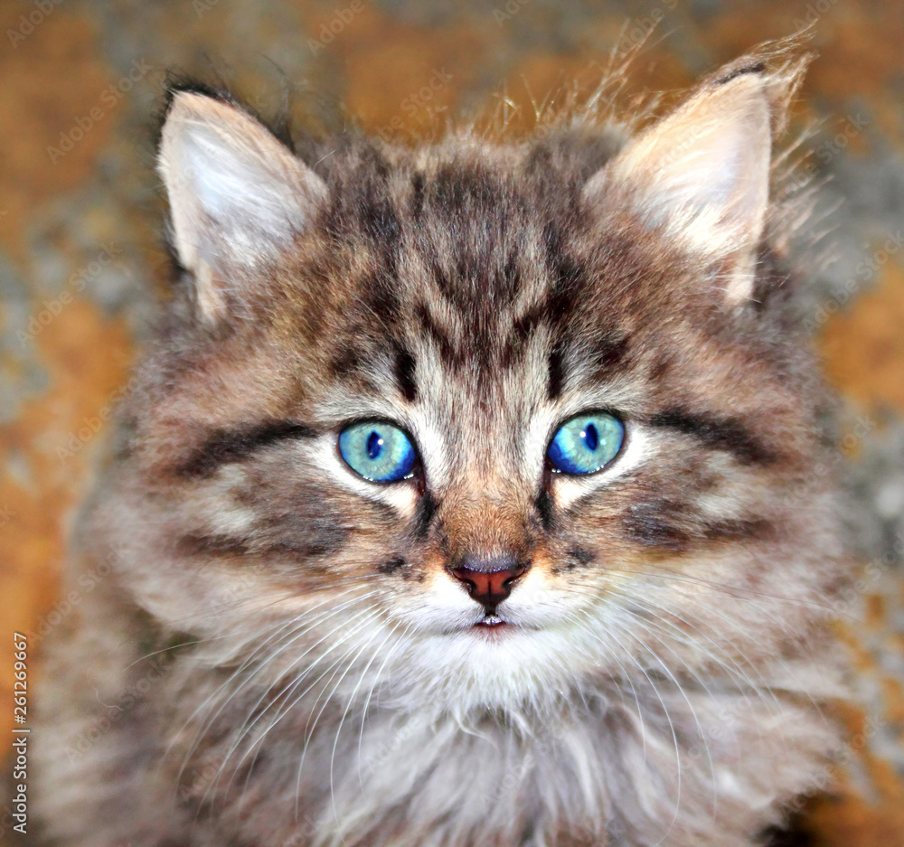 Portrait of cute furry kitten Portrait of cute furry kitten