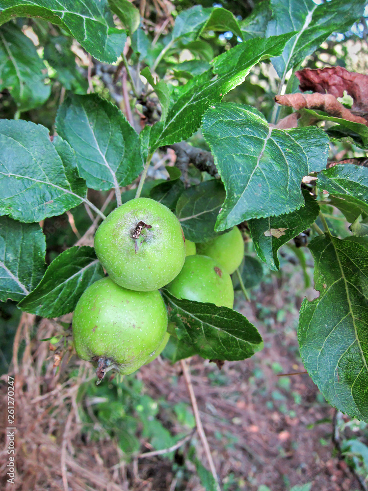 Fruit of Apple tree (Malus domestica)